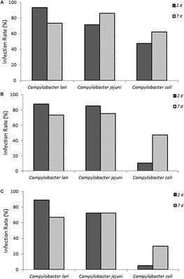 A Gallus gallus Model for Determining Infectivity of Zoonotic Campylobacter